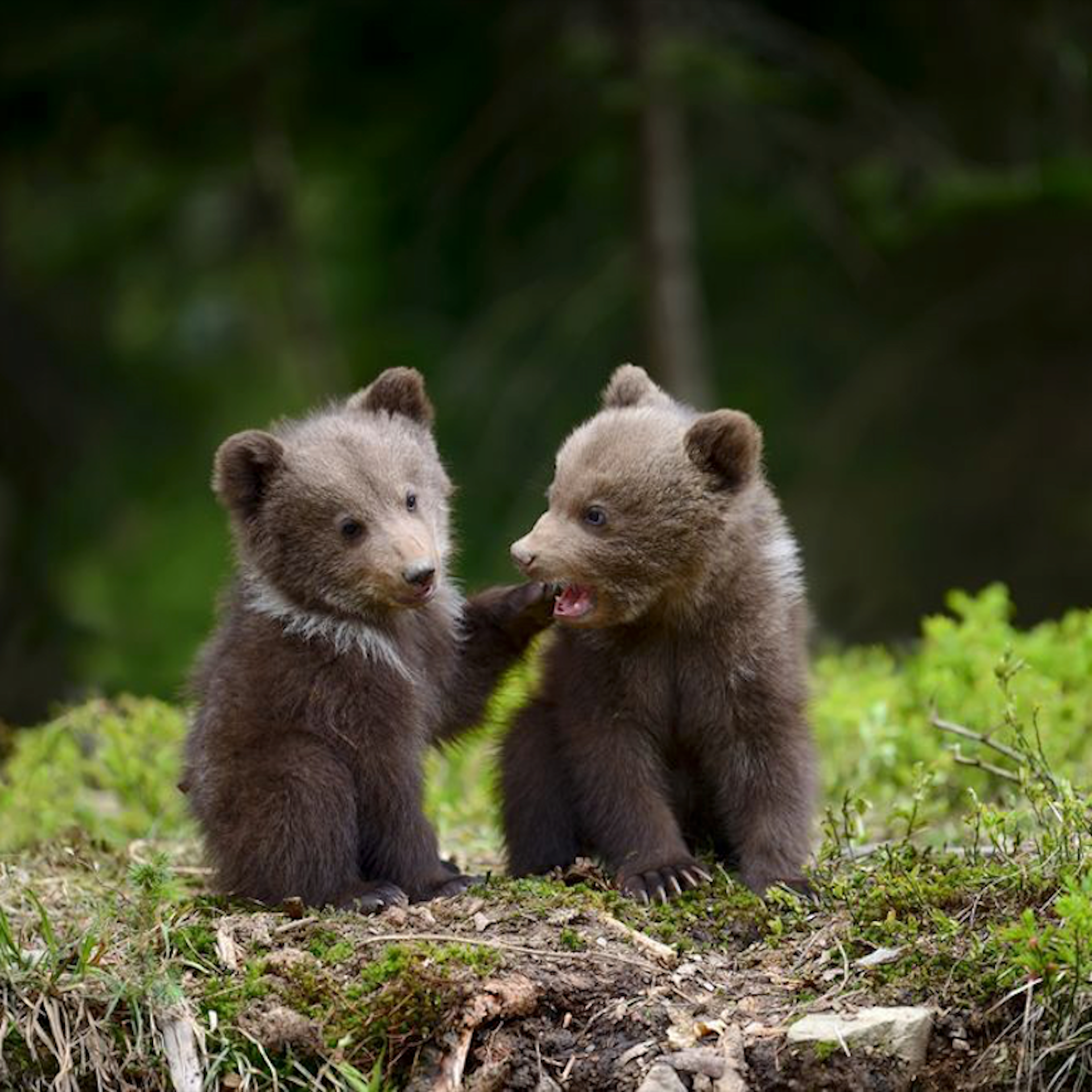 Милый медведь. Маленький Медвежонок. Забавные медвежата. Два медвежонка. Двое медвежат.